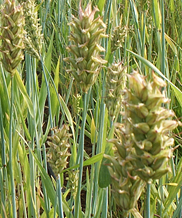 The Island Grains project at Makaria Farm