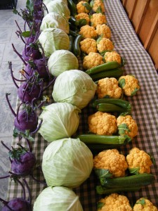 In addition to the usual white crowns, we also grow orange "Cheddar" cauliflower.