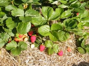 Strawberries growing at Makaria Farm.